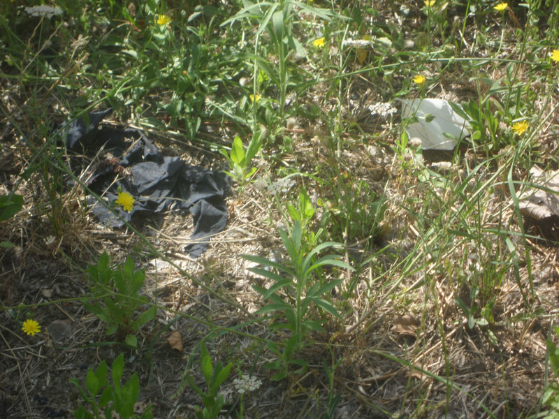 Sporcizia nel Bosco di Topolino a Senigallia