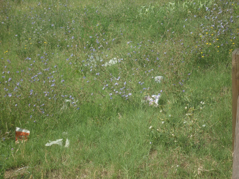 Senigallia: lo stato del Bosco di Topolino