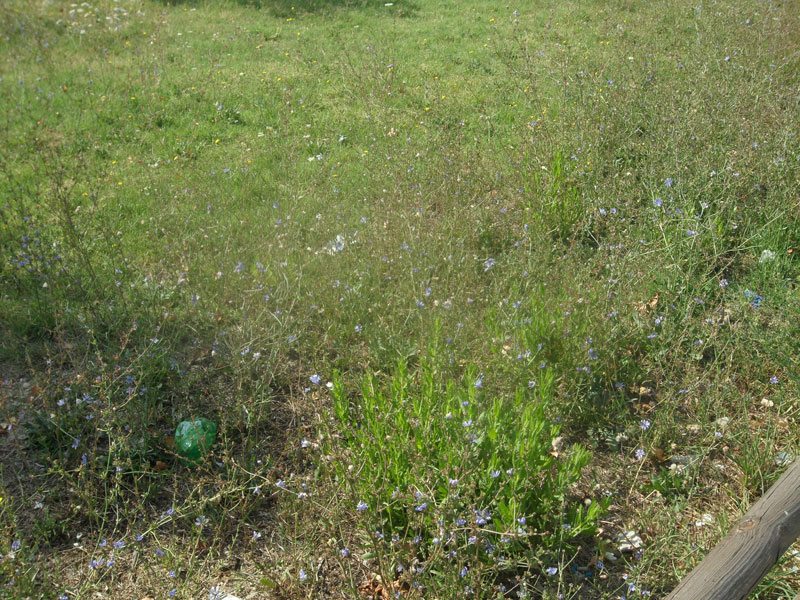 Senigallia: lo stato del Bosco di Topolino