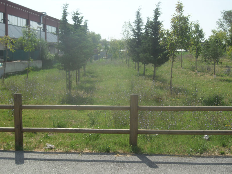 Senigallia: lo stato del Bosco di Topolino