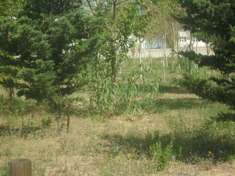 Incuria nel Bosco di Topolino a Senigallia