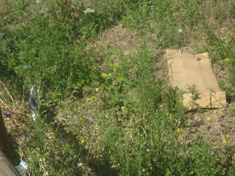 Incuria nel Bosco di Topolino a Senigallia