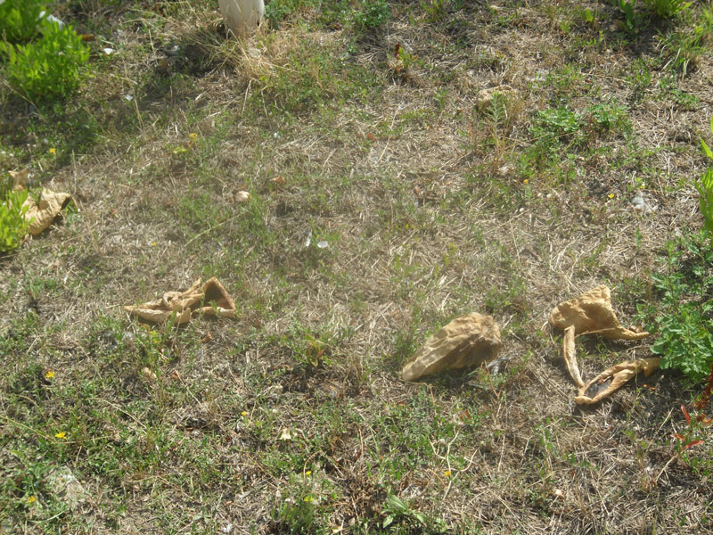 Incuria nel Bosco di Topolino a Senigallia
