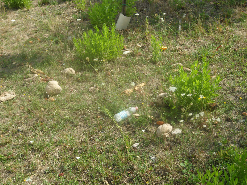 Senigallia: lo stato del Bosco di Topolino