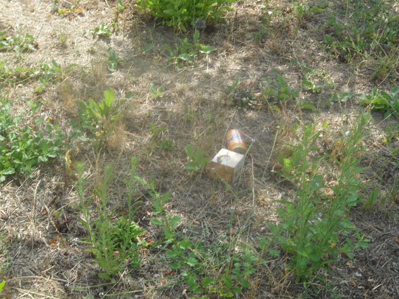 Incuria nel Bosco di Topolino a Senigallia