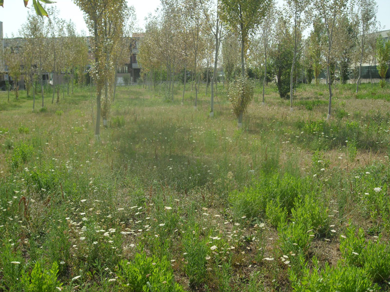 Senigallia: lo stato del Bosco di Topolino