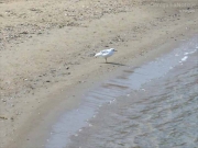 13/09/2012 - Un gabbiano... in spiaggia!