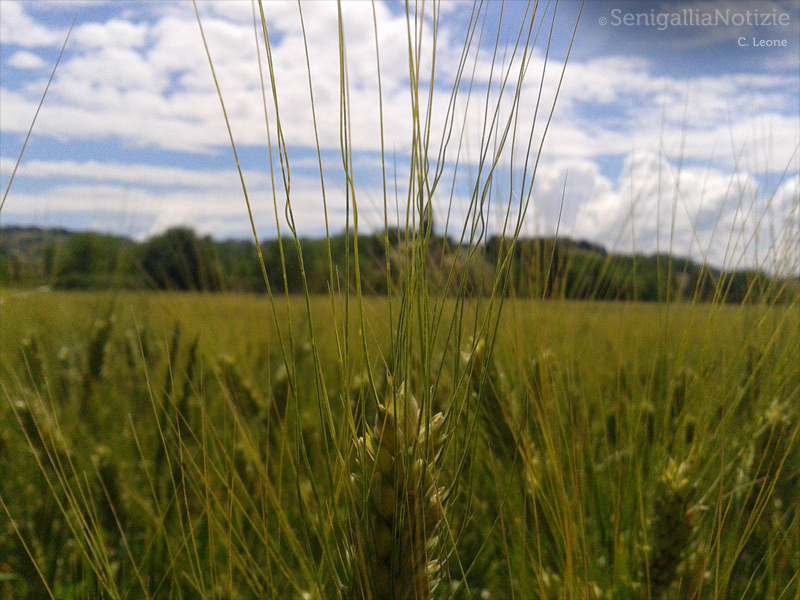 03/09/2013 - Spighe di grano