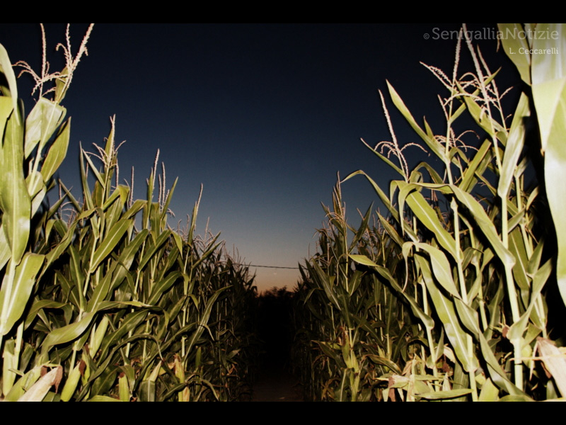 05/09/2013 - Il Labirinto di Mais