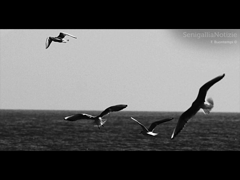 06/09/2013 - Gabbiani in volo