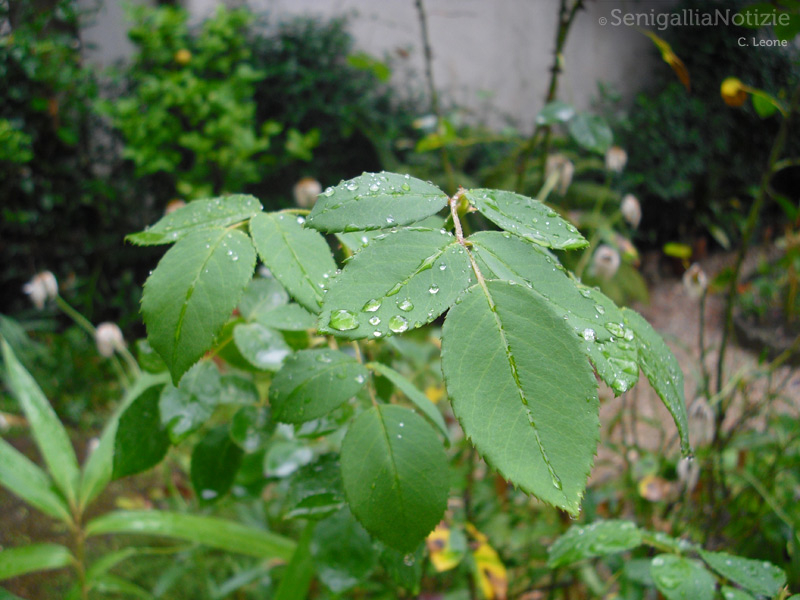 11/09/2013 - Gocce di rugiada