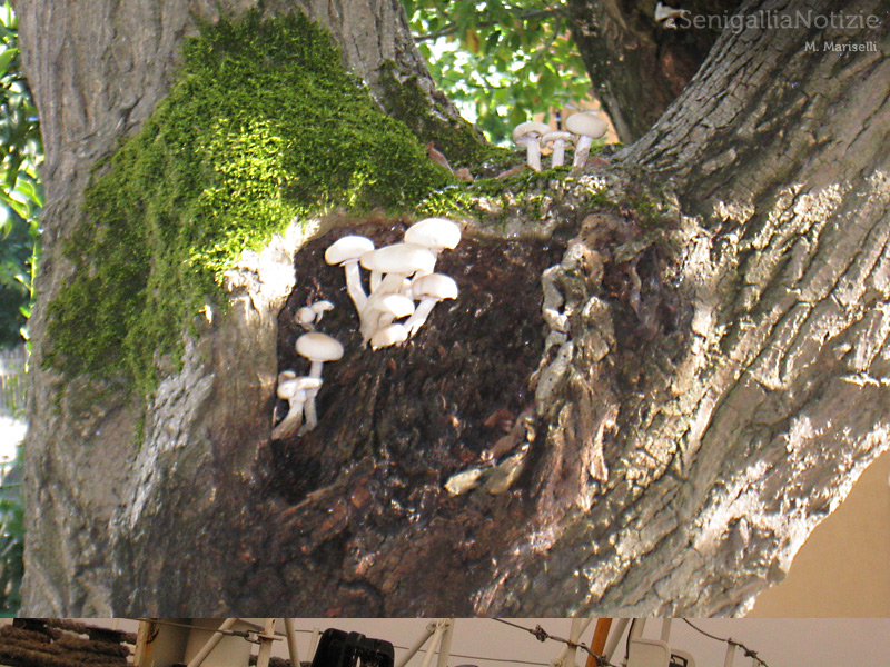 14/09/2013 - E' tempo di andare a funghi!