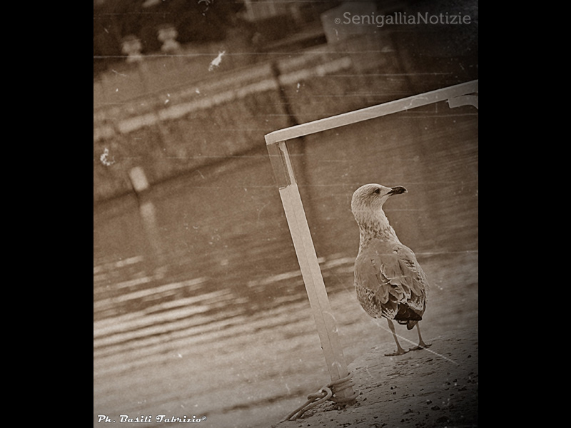 08/09/2014 - Gabbiano al porto