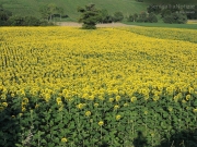 09/09/2014 - Campo di girasoli