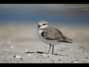 11/09/2014 - Fratino in spiaggia