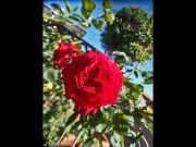 21/09/2014 - Una rosa