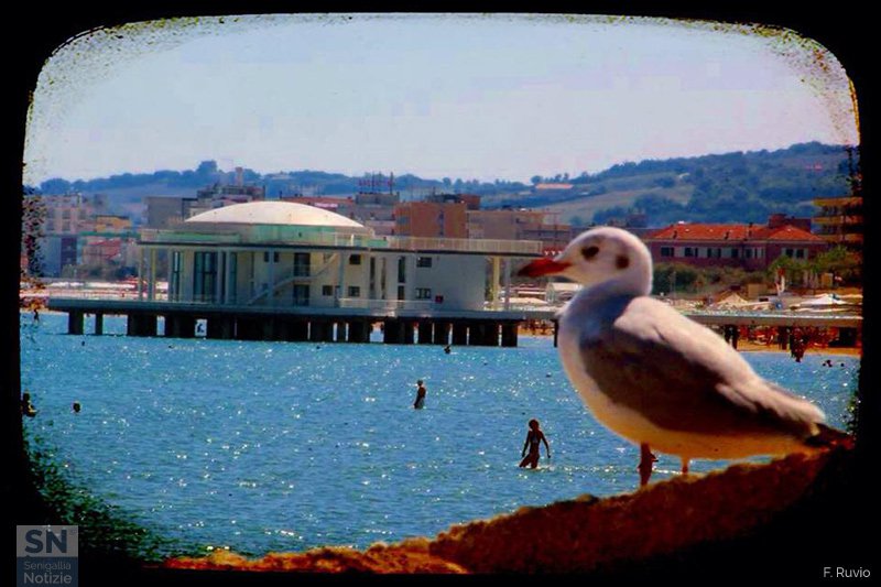 29/09/2015 - Il gabbiano ammira la Rotonda