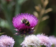 22/09/2015 - L'ape ed il suo fiore
