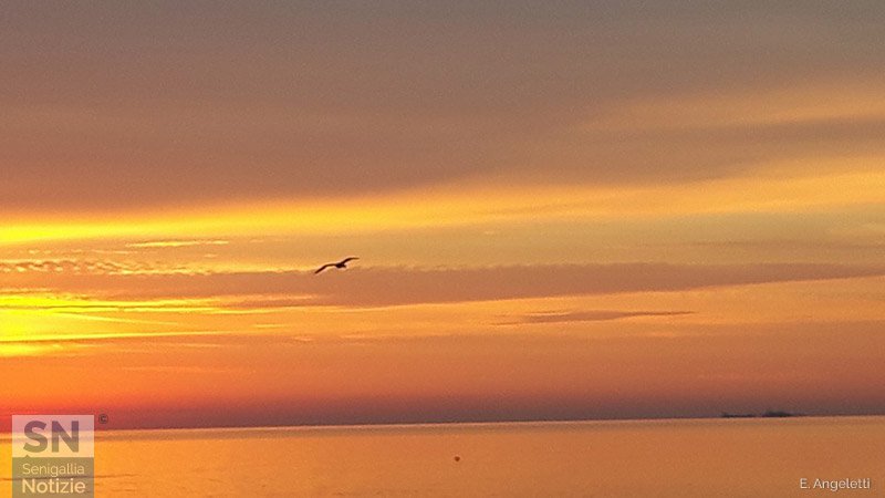 10/09/2016 - Gabbiano all'alba