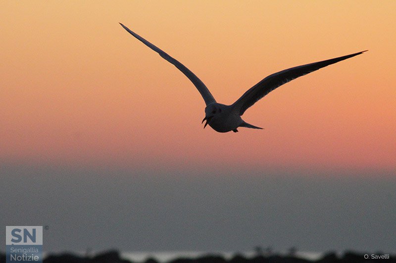 21/09/2016 - Caccia mattutina
