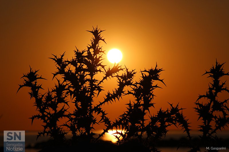 11/09/2017 - Bellezza di spine