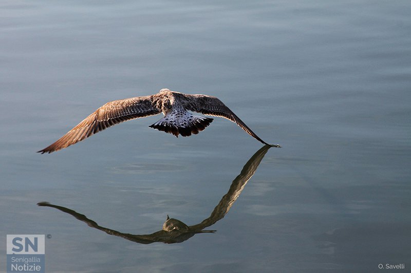 14/09/2017 - Narciso