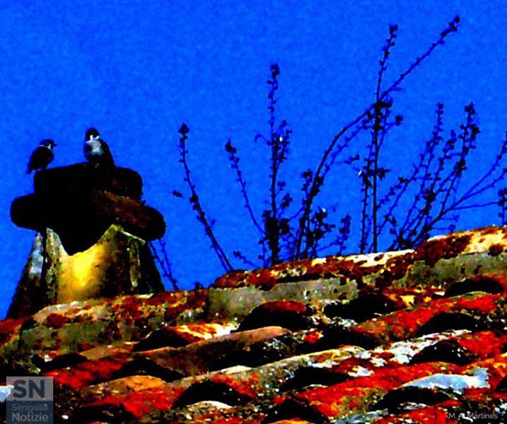 21/09/2017 - Passeri