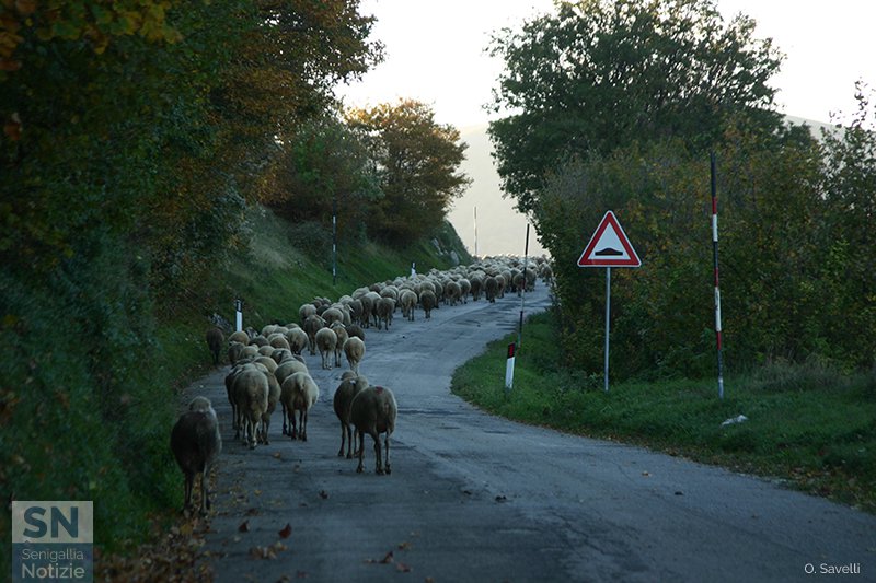 26/09/2017 - Ritorno all'ovile