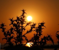 11/09/2017 - Bellezza di spine