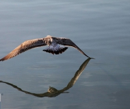 14/09/2017 - Narciso