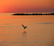 16/09/2017 - Ali sull'alba