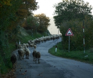 26/09/2017 - Ritorno all'ovile