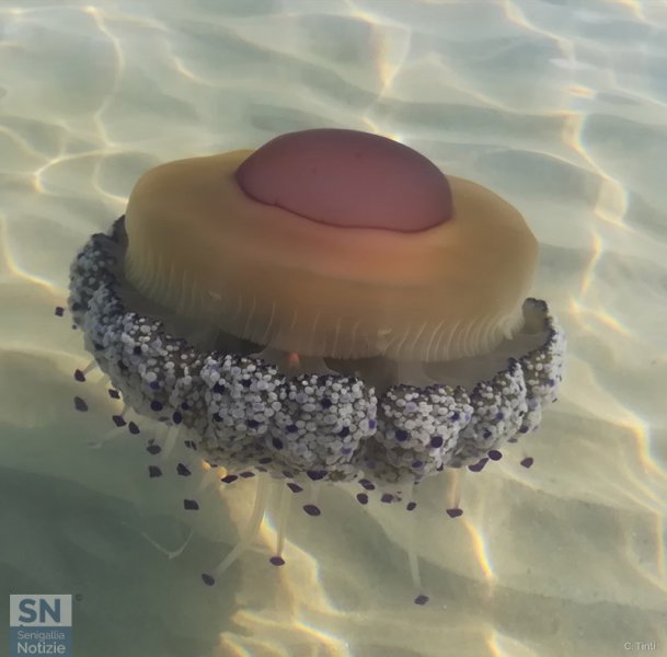 05/09/2019 - Medusa o UFO?