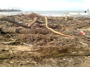 Tronchi e rami anche di grosse dimensioni sulla spiaggia