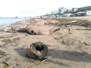 Tronchi e rami sulla battigia