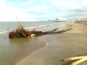 Tronchi e rami sulla battigia di Senigallia, sullo sfondo la Rotonda e Ancona