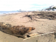 Tronchi e rami sulla battigia