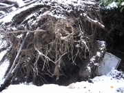 Viale Anita Garibaldi