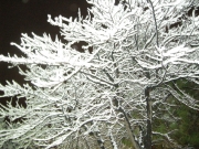Alberi innevati