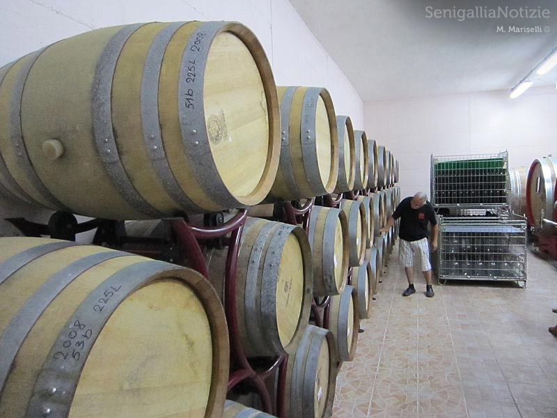 Le botti di vino nella cantina vitivinicola La Maddalena di Monterado