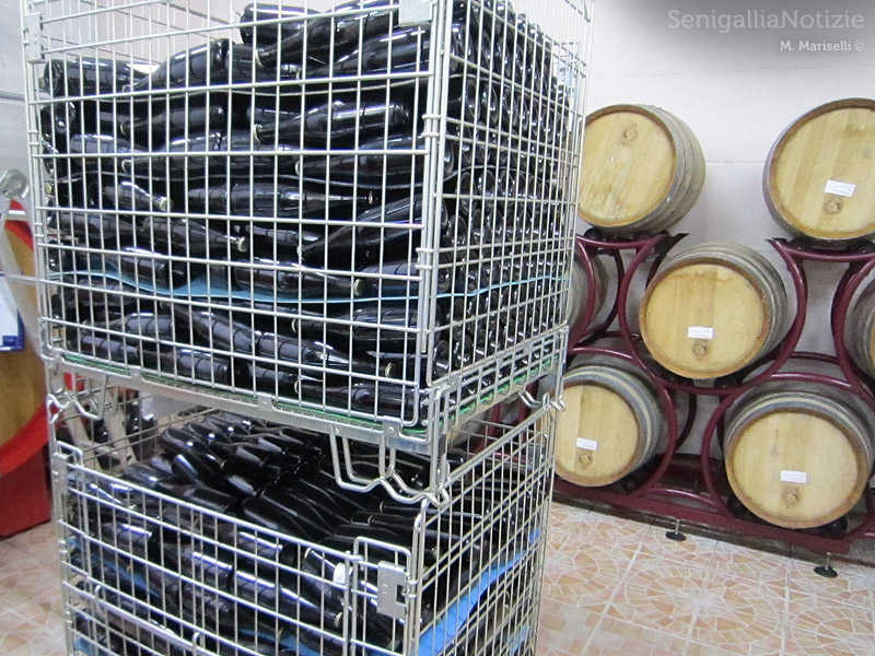 Le botti di vino nella cantina vitivinicola La Maddalena di Monterado