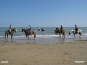 13/10/2009 - Senigallia, cavalli lungo la riva della spiaggia