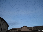01/12/2009 - Senigallia, stormi di uccelli su Piazza Manni