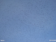 03/12/2009 - Senigallia, stormi di uccelli