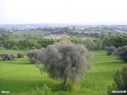 01/06/2010 - Panorama da Scapezzano
