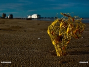 02/06/2011 - \"Rifiuti\" artistici sulla spiaggia di Senigallia