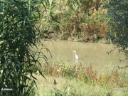 23/09/2011 - Airone cinerino nel fiume Misa a Senigallia