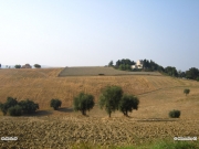 03/10/2011 - Campagna tra Ostra e Senigallia
