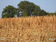 06/10/2011 - Campo di grano ad Ostra