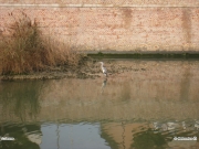 01/12/2011 - Airone cinerino sul fiume Misa di Senigallia